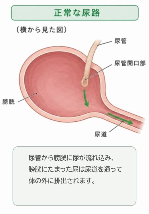 正常な尿路のイラスト解説