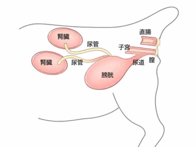正常な雌犬の尿路模式図