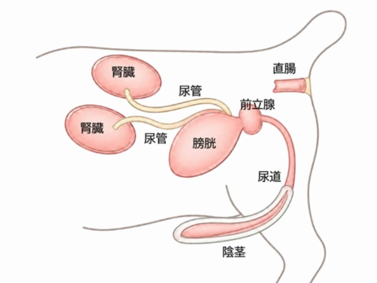 正常な雄犬の尿路模式図