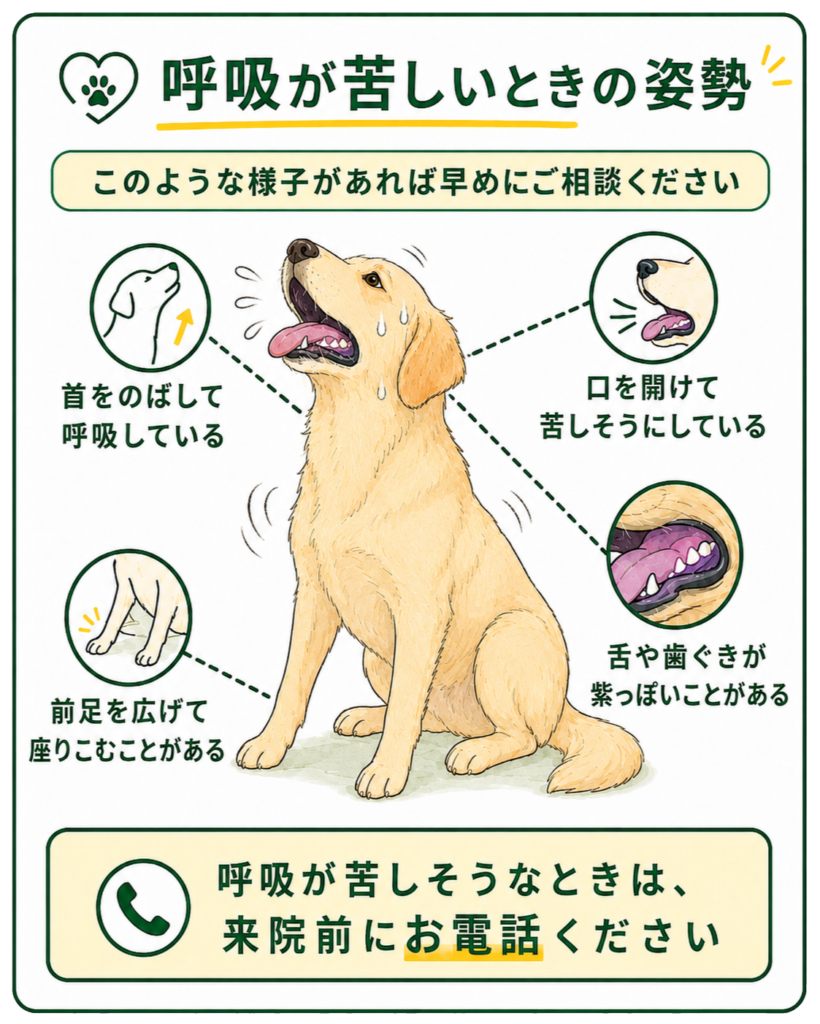呼吸が苦しいとき、首を上に伸ばした姿勢や、口を開けてくるしそうな呼吸していたりします。前足を通常より広くしていたり、舌や歯ぐきの色が紫っぽいこともあります。苦しそうな時は来院前にお電話ください。