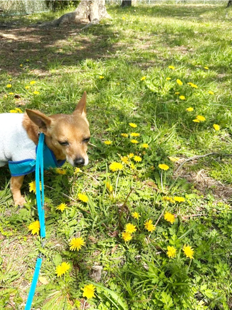 治療により病状を長く管理できた：春を過ごす姫ちゃん